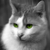 Colorkey_gruene Augen