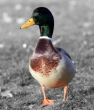 Colorkey - Ente