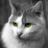 Colorkey_gruene Augen
